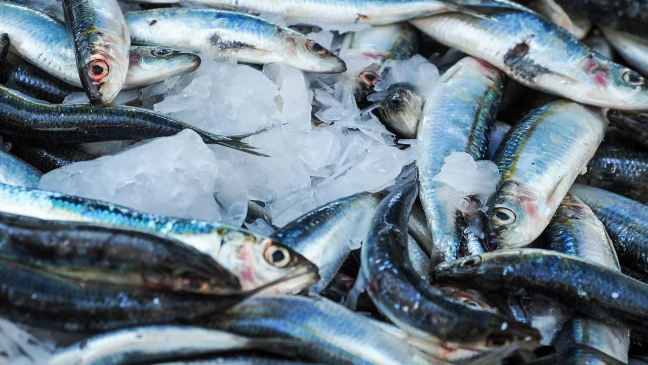 新鮮な鮭やイワシなどの青魚