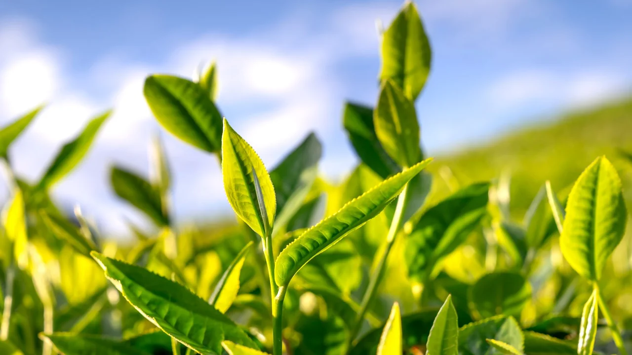 緑茶の茶葉